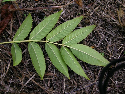 Svelte 從小白到入門(十三)Context